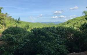 Forest in Myanmar's Tanintharyi Region