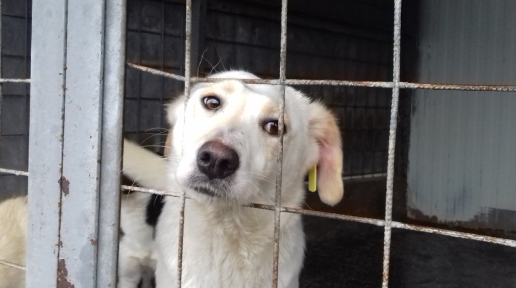 COVID -19 Solidarity Emergency Fund