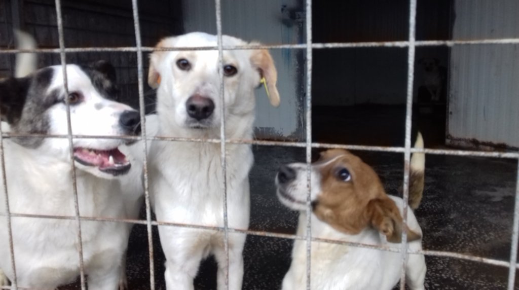 COVID -19 Solidarity Emergency Fund