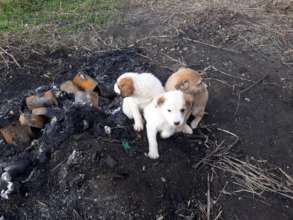 COVID -19 Solidarity Emergency Fund