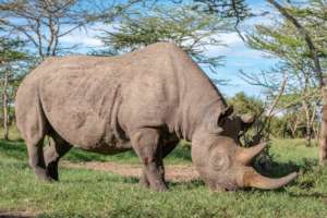 Baraka, our blind rhino, requires 24h protection
