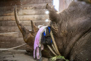 Lewa southern white rhino bull being translocated