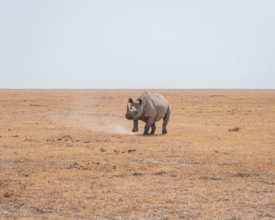 Rhino Diamarza Ear notching