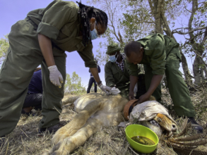 Dr. Florence recollaring a lioness