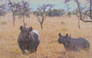 We have 145 black rhinos on Ol Pejeta today