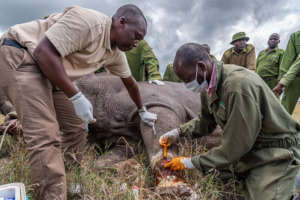 An injured rhino was treated immediately