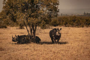 PC: JCPIERI. Black rhinos on Ol Pejeta