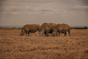 PC: JCPIERI. 3 rhinos on Ol Pejeta