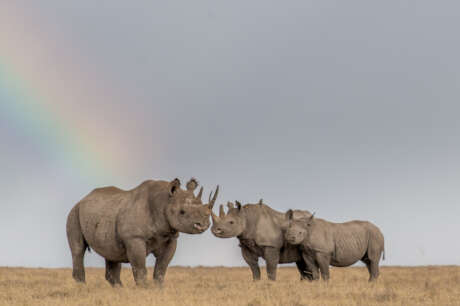 Safeguarding Ol Pejeta's Rhino Populations