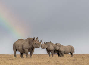 Safeguarding Ol Pejeta's Rhino Populations