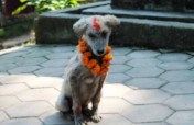 Treatment of street & stray dogs in Nepal
