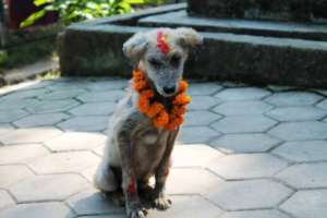 Treatment of street & stray dogs in Nepal