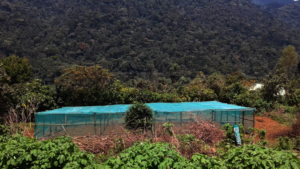 Ready to grow nursery bed with a view of Bwindi