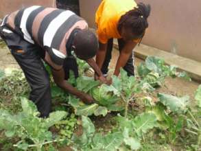 Training one of the beneficiaries how to harvest