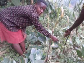 Ready to Grow tomatoes and cabbages made it