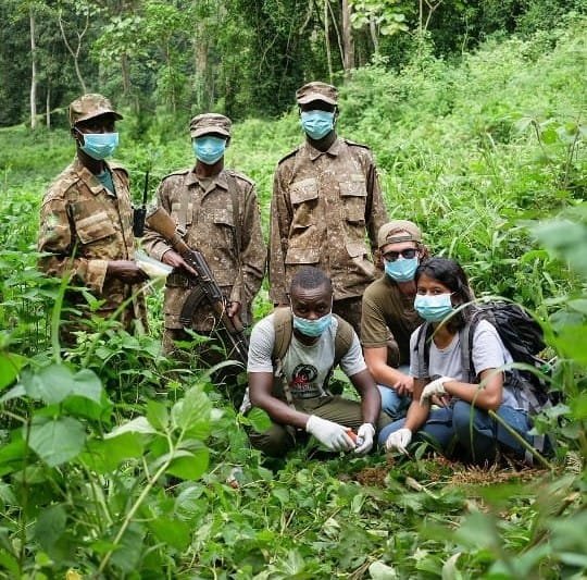 COVID-19 related poaching surge threatens Gorillas