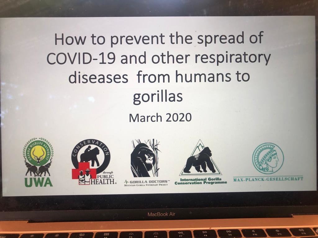 COVID-19 related poaching surge threatens Gorillas