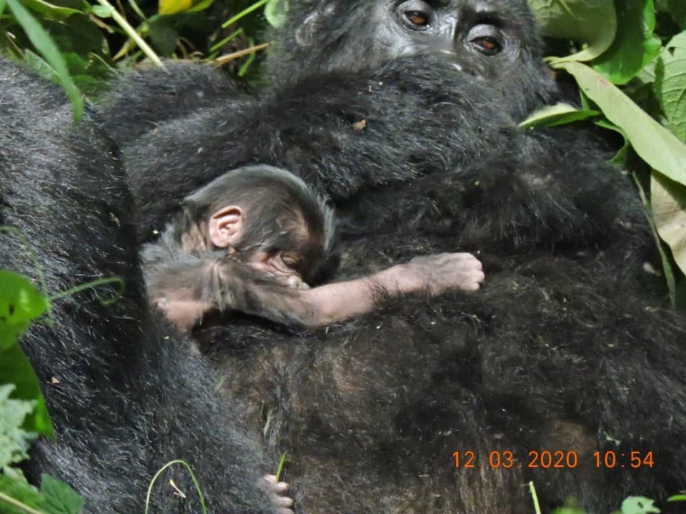 COVID-19 related poaching surge threatens Gorillas
