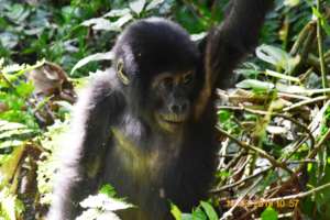 COVID-19 related poaching surge threatens Gorillas