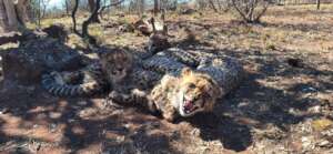 They look ready for hunting