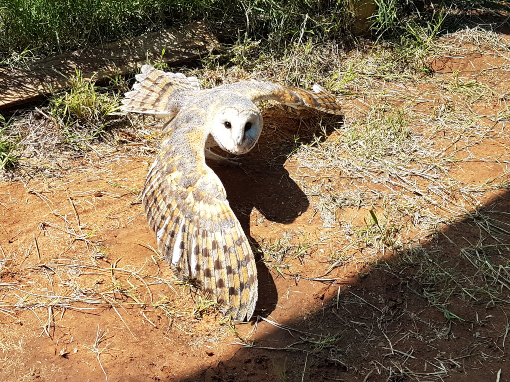 TRACK Rehabilitation Help us Help Wildlife