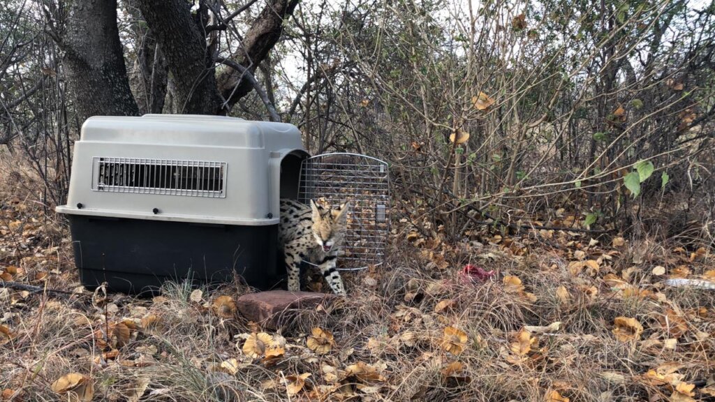 TRACK Rehabilitation Help us Help Wildlife