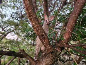 Genet Release