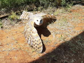 Wild Barn Owl Release