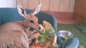 Steenbokkie Injured by a car