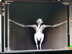 Injured Falcon Xray