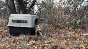 Serval Release