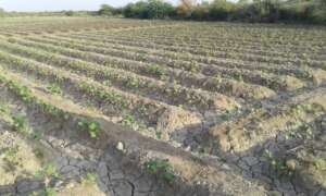 Cotton sowing to end poverty