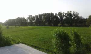 Crops for food security