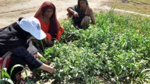 Farmers grown vegetable on their land