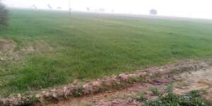 Wheat crop in flood hit area