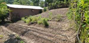 Family vegetable gardens to aid recovery