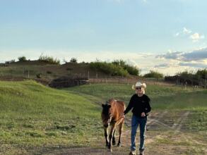 Retired HOPE pony, Da Bao, in Inner Mongolia