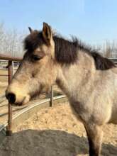 HOPE's new pony (with her winter coat)