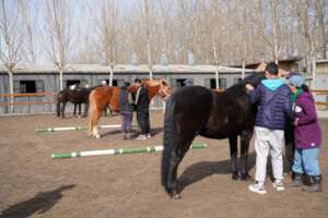 Ground lessons, learning about horses