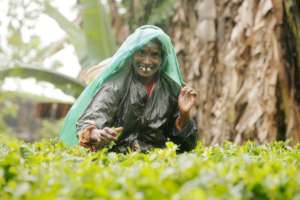 Tea picking