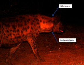 hyena entered with snare