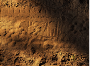 Leopard tracks over patrol footprints!