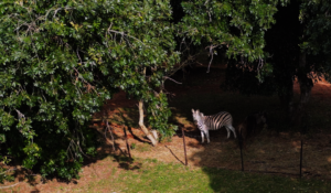 Drone view of zebra