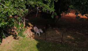 Drone capture showing zebra and wildebeest.
