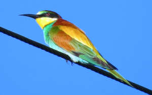 European fly catcher, poached for feathers.
