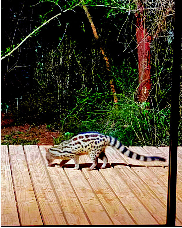 One of our genet targeted for pelt but kept safe.