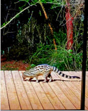 One of our genet targeted for pelt but kept safe.