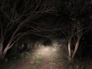 The forest to be kept safe at night