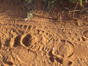 Poachers footprint.