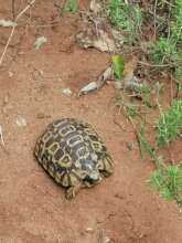 Hingeback tortoises also at risk